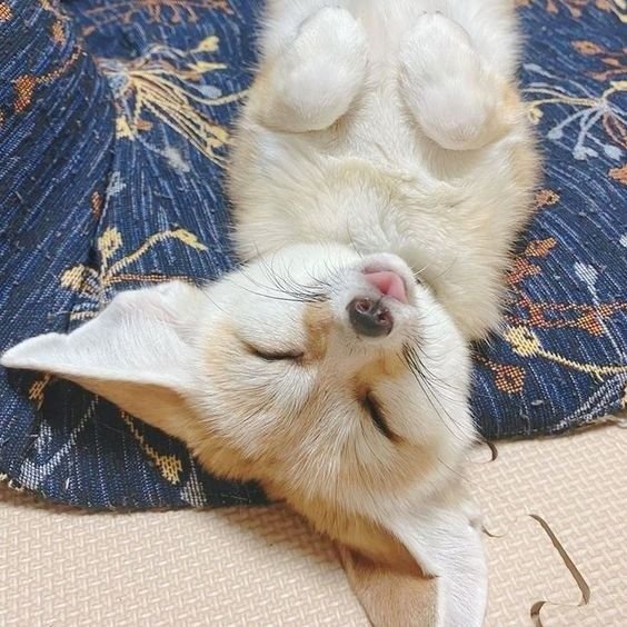 DECALCOM4N1E's tweet photo. @cyberynrs ⸊  catarina a. ˚ .  feneco ᵎᵎ https://t.co/p33VlaOMw3