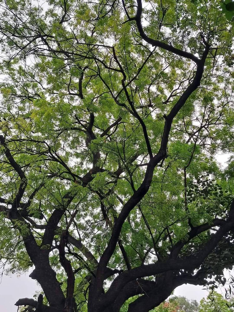 lightseekerusha's tweet photo. Whenever I'm feeling overwhelmed, I find solace in the tranquility of trees. ✨🌳
Trees give peace to our souls. A different perspective.🌿
#NatureDiary #NatureLover #TreeLover https://t.co/k9Z5l87x1O