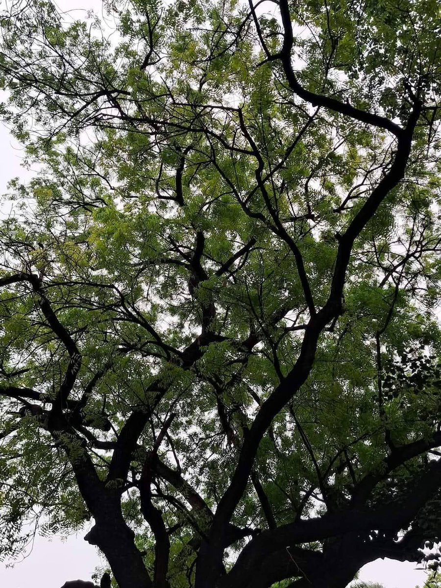 lightseekerusha's tweet photo. Whenever I'm feeling overwhelmed, I find solace in the tranquility of trees. ✨🌳
Trees give peace to our souls. A different perspective.🌿
#NatureDiary #NatureLover #TreeLover https://t.co/k9Z5l87x1O