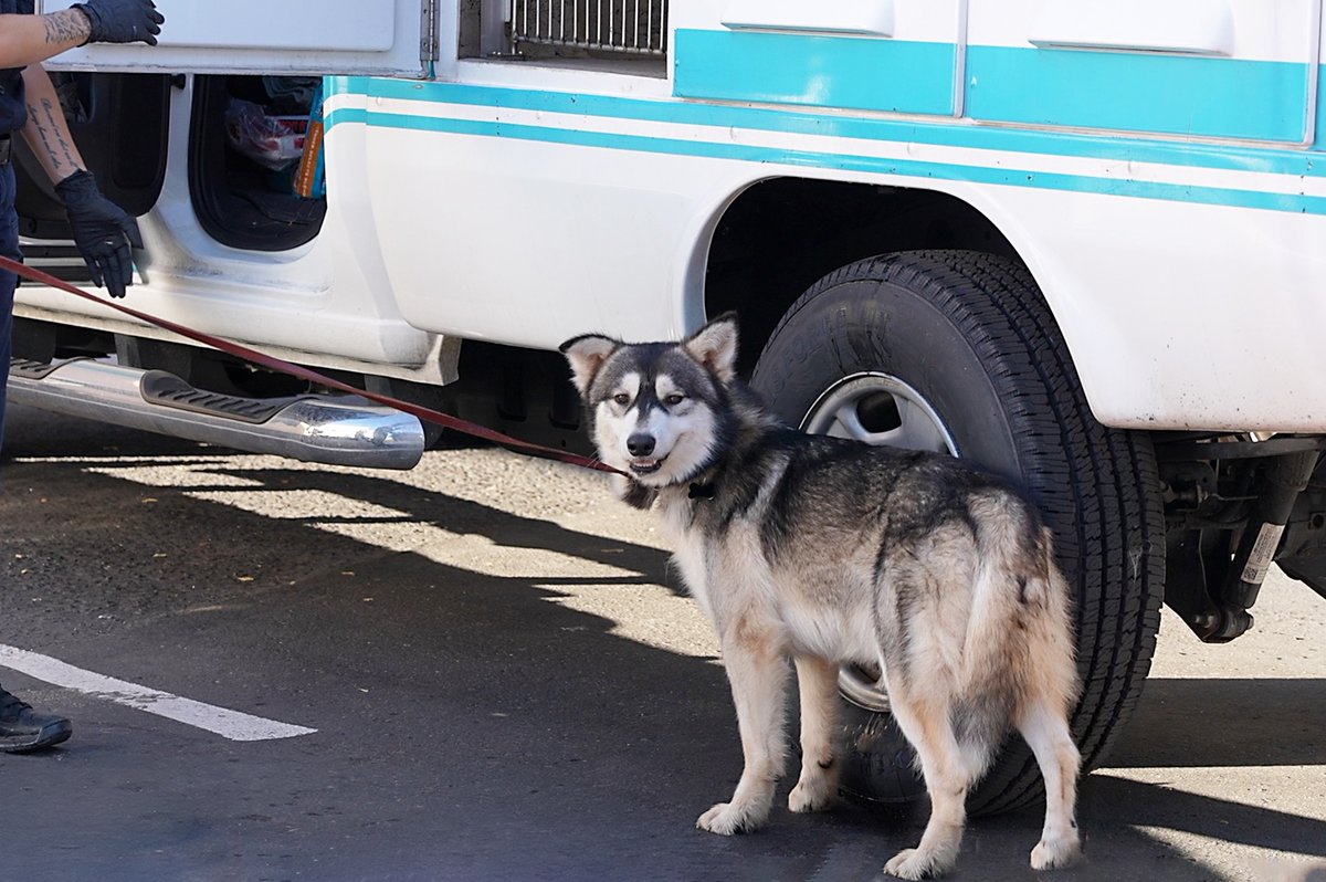 sdhumane's tweet photo. These intakes come as San Diego Humane Society continues to experience unprecedented dog populations, with 792 canines in care. Right now, San Diego Humane Society is caring for 1,950 animals. Of those, 874 are available for adoption. https://t.co/zpuFaoTzOs