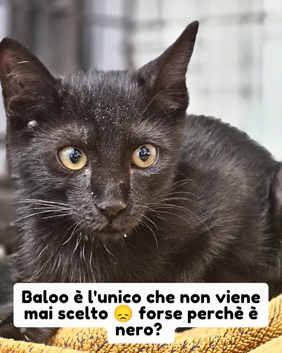 PetsProof's tweet photo. Napoli 333 2756202

​Lui è Baloo, un gattino recuperato dalla strada e vivo per miracolo visto che più di qualche volta ha rischiato di essere investito. 

Nonostante gli appelli per lui non è arrivata nemmeno una richiesta...e intanto sta crescendo in gabbia 😞 #gattini https://t.co/7HbstFyRwH