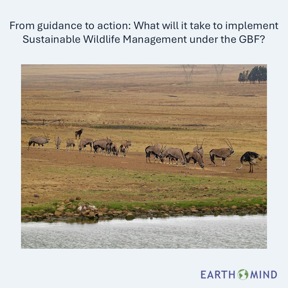 Earthmind's tweet photo. The GBF has largely settled the debate over whether sustainable use belongs within biodiversity conservation. The challenge now is far more practical...

https://t.co/XhvaxBv8Ld https://t.co/N2MgEvHkAK