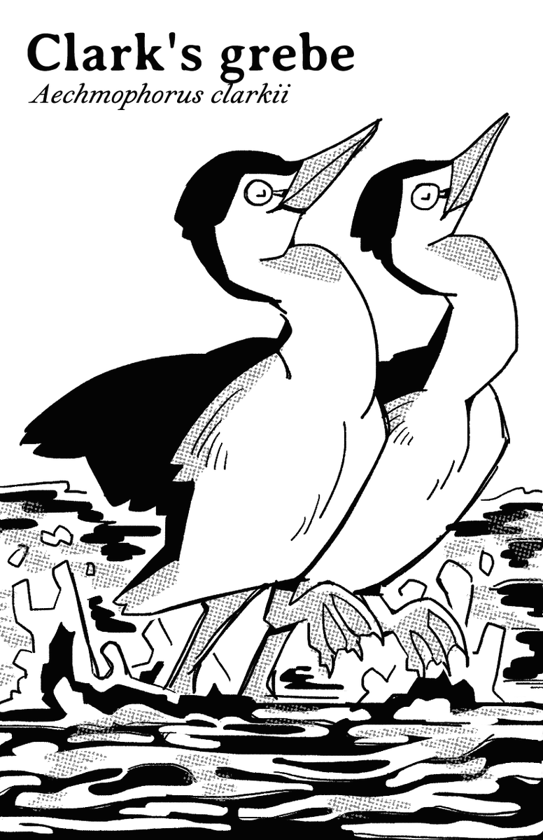 bovidlunch's tweet photo. two of my fav pages from a zine i couldn't finish... the theme was birds that dance in pairs https://t.co/ELW655yTQY