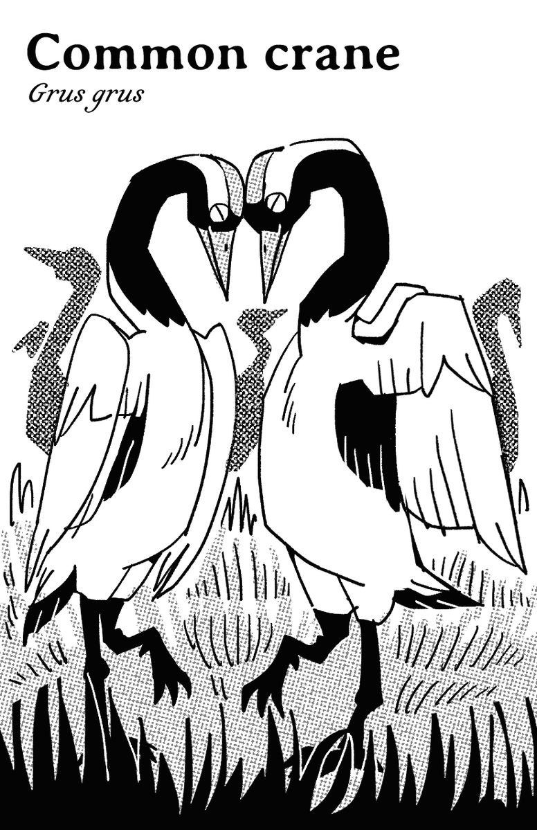bovidlunch's tweet photo. two of my fav pages from a zine i couldn't finish... the theme was birds that dance in pairs https://t.co/ELW655yTQY