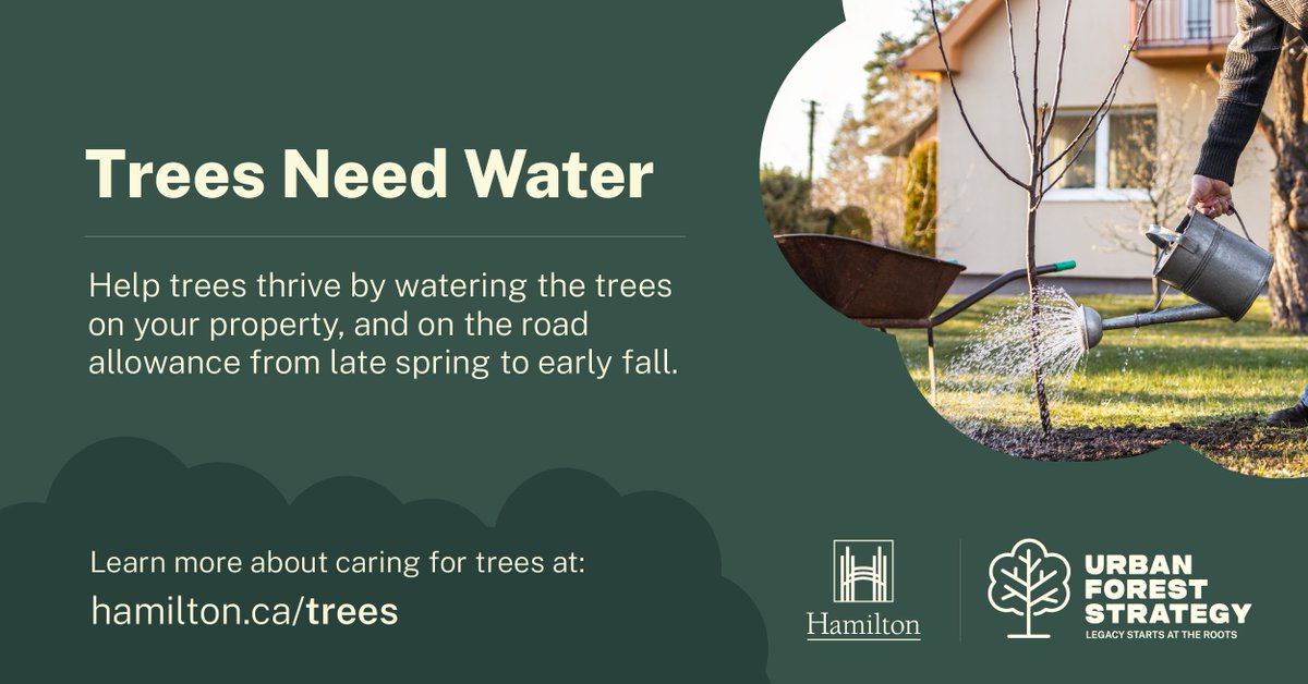 cityofhamilton's tweet photo. You can help Hamilton’s urban forest grow simply by watering the street trees in front of your home. Aim for one deep watering each week in summer. Healthy trees mean cleaner air, more shade, and greener streets for everyone. More: https://t.co/GaOlf4fc9b https://t.co/KOuv4GsHWw