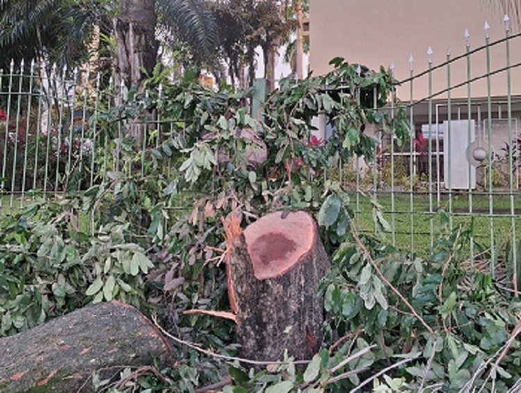 blogoxerecife's tweet photo. No Recife, Prefeitura degola uma árvore em rua do bairro de San Martin que fica com apenas UMA! https://t.co/nILdC8TgrO #OxeRecife #recifepe #paremdederrubarárvores https://t.co/HHpC5dtRqd
