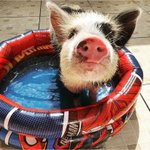Photo by Pig of the Day 🐷 (@Pigofthe)