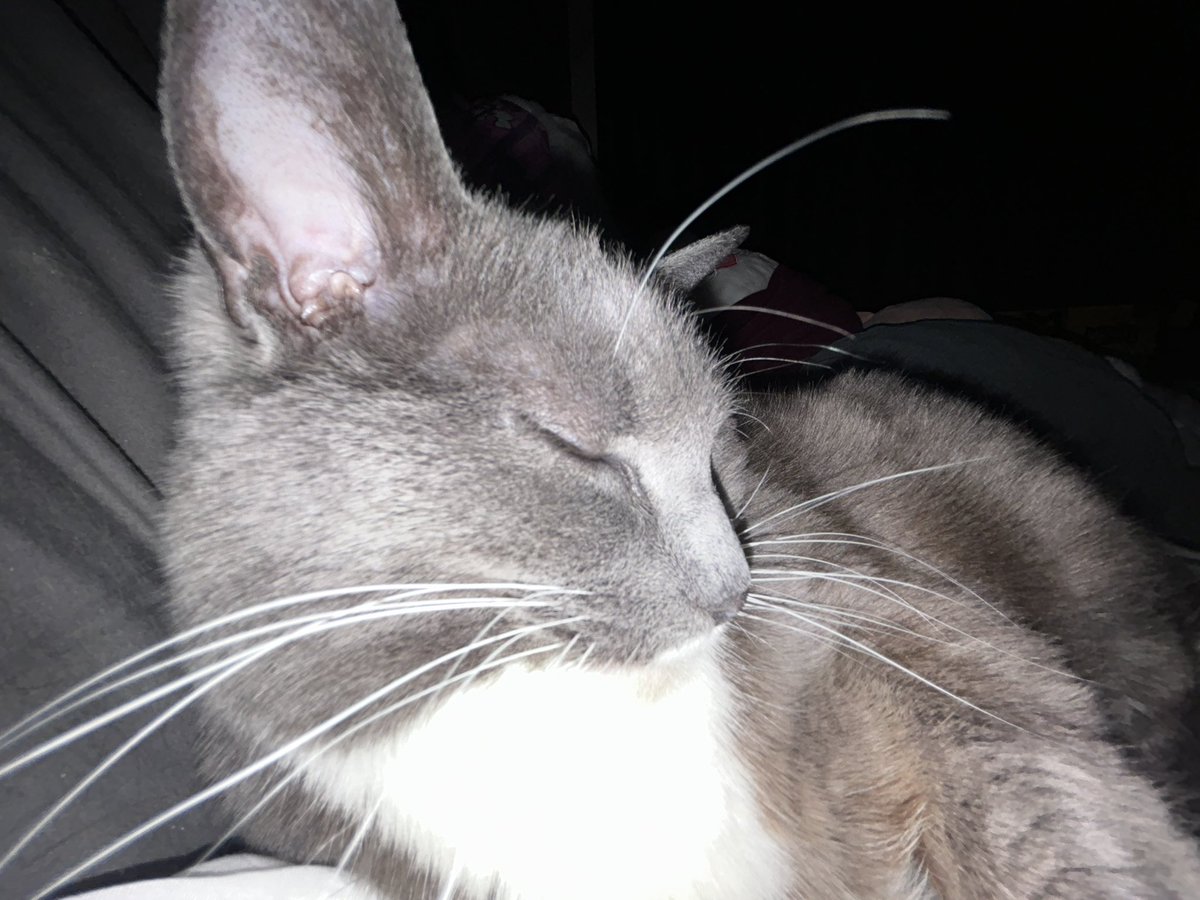 becl4ssic's tweet photo. chronically ill indigenous trans man and his cat needs help with bills + staying inside as he job searches.

$373.53 room every thurs
$136 storage 7th
$67.21 car insurance 22nd
$26 phone 26th

CA: https://t.co/4PPn1V8w1C
VM: https://t.co/HdytHTaXMG
KO-FI: https://t.co/FaAugVXN2V https://t.co/3OgJv30z2b