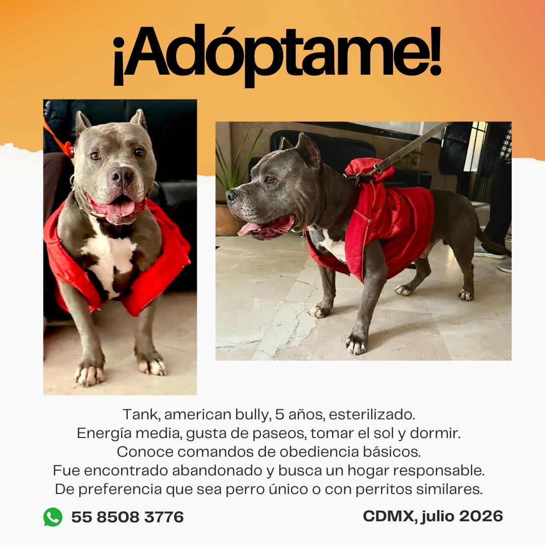 MascotasSismo's tweet photo. Tank es un perro guapísimo que fue encontrado en una vía rápida y su familia nunca apareció. Busca un hogar amoroso y responsable en CDMX (se aplicarán filtros). Tiene energía media, está esterilizado y conoce comandos de obediencia básicos. ¡Para más info manda un Whatsapp! https://t.co/CL4MYKyw1m