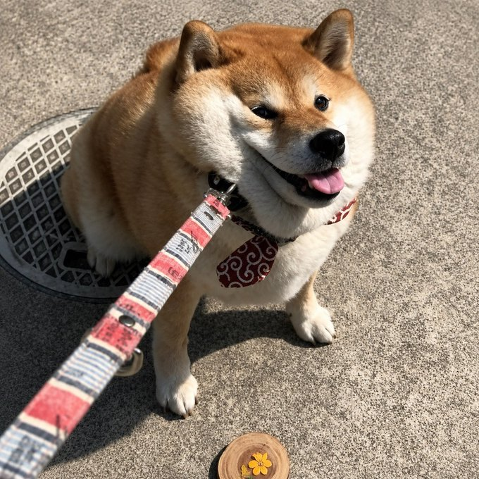 DegenBurt's tweet photo. Chonk is just one of those ones https://t.co/QEIm9HANdM