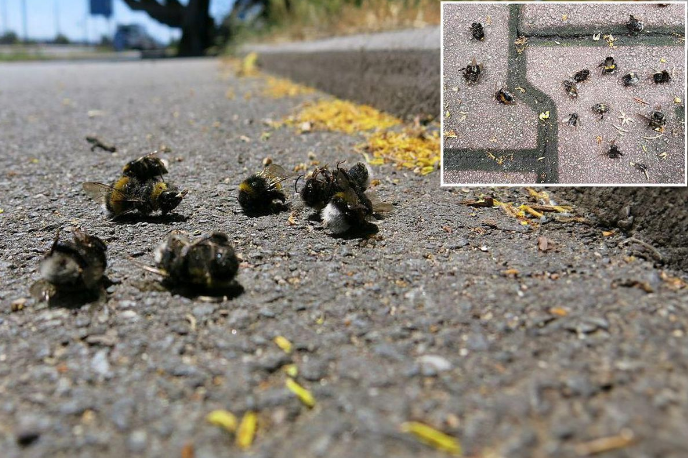 Histcontext's tweet photo. The Dead Bees You See on the Sidewalk Are More Than a Natural Event: A Bio Crisis & the Emerging Growth Opportunities! 🧵👇

Have you noticed dead bumblebees on the sidewalks while walking down the street? There's more to this than just their natural 4 to 6 week lifespan. According to recent data from Nottingham Trent University, extreme heatwaves, pesticides, and habitat loss are pushing this issue into a full-blown crisis.

So, from a macro perspective, what is this bigger picture telling us?

1. The "Fractal Global Impact" (Micro Detail, Macro Crisis)When pollination the most critical link in the food supply chain is at risk of collapsing, it directly impacts crop yields and fuels global food inflation. A dead bee on the sidewalk today is the early signal of price hikes on supermarket shelves six months from now.
2. The Explosion of AgTech & Biological Alternatives As traditional chemical pesticides continue to devastate bee populations, international regulatory squeezes will tighten. This opens up two massive opportunity spaces: 
• Biopesticides (Natural Crop Protection): Biological defense startups set to disrupt and replace chemical giants. 
• Robotic & AI-Powered Pollination: Autonomous drones and vertical farming technologies accelerating to fill the void where natural pollinators fall short.

3. The Rise of ESG & Biodiversity Funds The green transition isn't just about carbon emissions anymore. Companies preserving biodiversity, supporting native flora, and implementing sustainable agriculture will become prime targets for institutional capital and government subsidies.

In short: Where a systemic crisis takes root, new market leaders are born. Pay attention to the sidewalks that’s where future trends are being written.