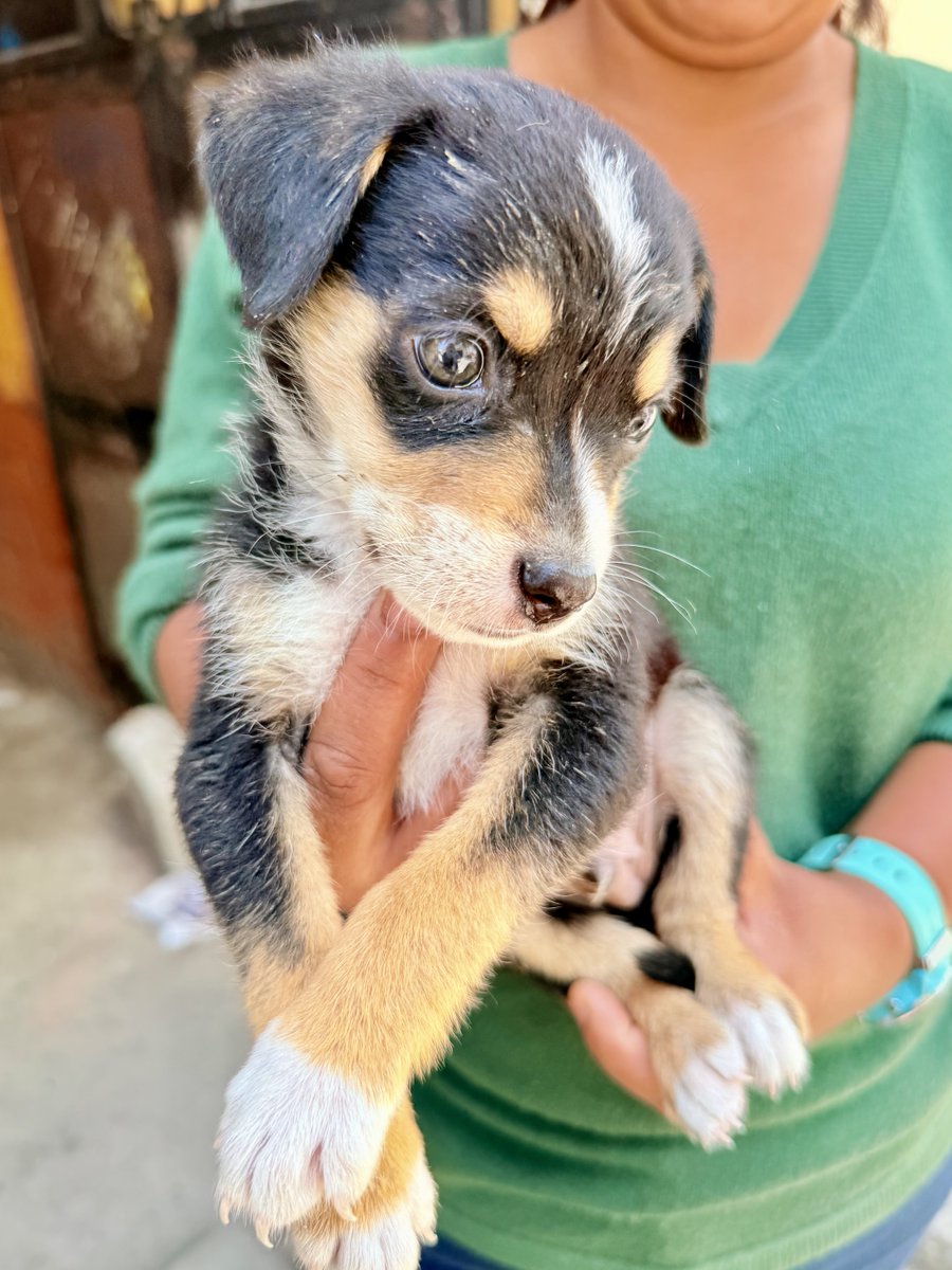ZmixVal's tweet photo. Caen del cielo. Requerimos para vacuna, comida, desparasitante. Necesita urgentemente hogar de paso o que la adopten. Va a ser talla pequeña. Debe tener como dos meses. RT por favor y DM conmigo https://t.co/gGWBZUL9XX