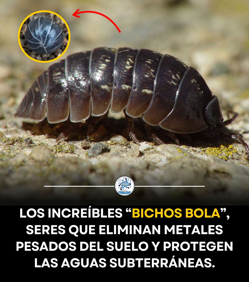 EnsedeCiencia's tweet photo. 🪲🌍 Aunque parezcan simples habitantes del jardín, los “bichos bola” tienen una habilidad sorprendente: pueden acumular metales pesados como plomo, cadmio y zinc en su organismo. Esta característica ayuda a los científicos a medir el nivel de contaminación de los suelos y estudiar la salud de los ecosistemas.

Su capacidad para retener estos metales, junto con su importante papel en el reciclaje de la materia orgánica, los convierte en pequeños aliados de la investigación ambiental y en una especie clave para comprender mejor el estado de nuestros suelos y ecosistemas.