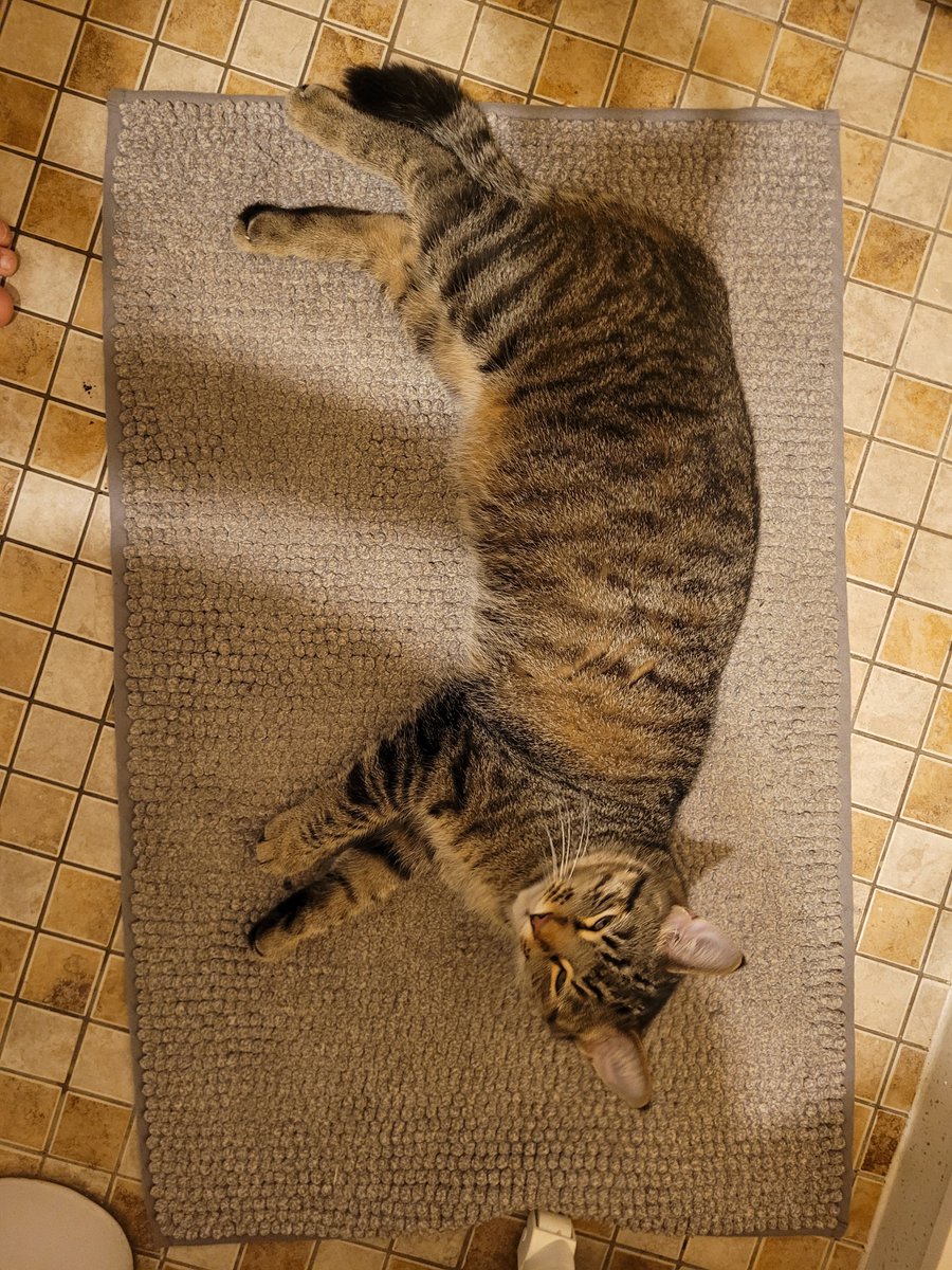 BrokebackBeavis's tweet photo. He loves napping in the bathroom because he can hear mice scurrying through the walls really well in there. https://t.co/UbyI6Haiff