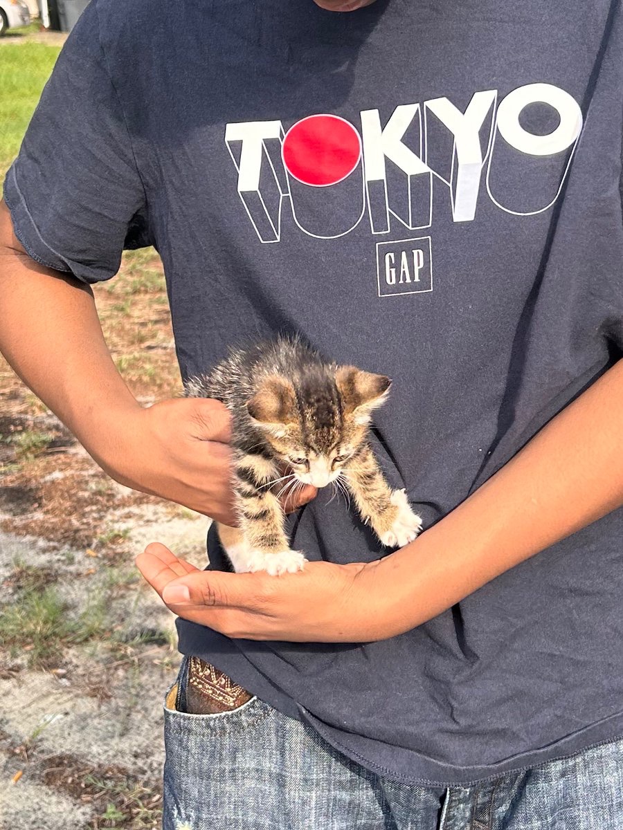 Deftonesbliss's tweet photo. Also chat, meet my new son Rodrick :) #CatDad https://t.co/3EL5wL5TCM