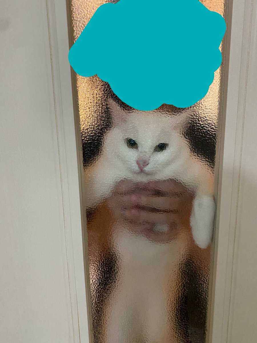 my_cstt's tweet photo. 昨日のお出迎え駆り出され猫(お鼻ぴと) https://t.co/GhtFaadOTf