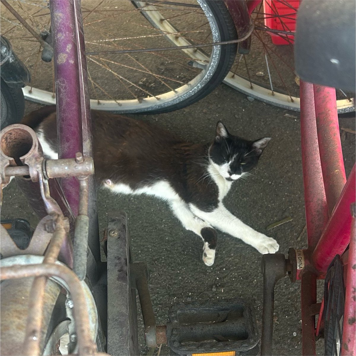 Tanuki_0105's tweet photo. 久しぶり👍🐈‍⬛ https://t.co/Tf3txJoCZV