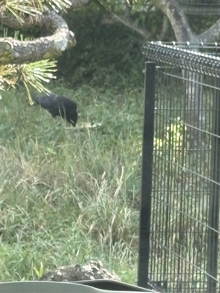 chicchi13a3's tweet photo. 行水鍋🍲にいつものカラスくんが来てるよ😆 https://t.co/MIJl741QP0