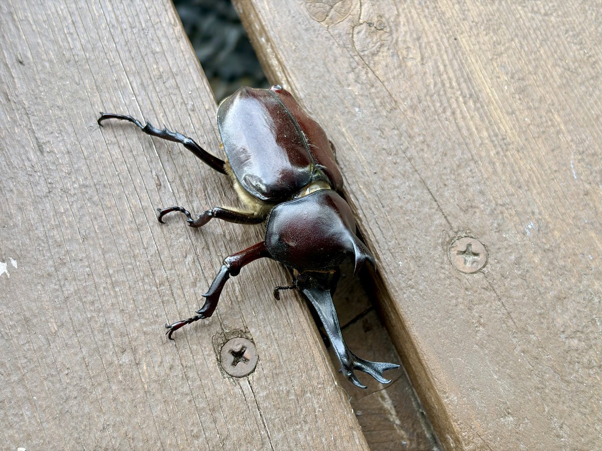 serikaw68098677's tweet photo. カブトムシだ。
ツノに触ると下から突き上げてくるね。 https://t.co/LB3zta5xjn