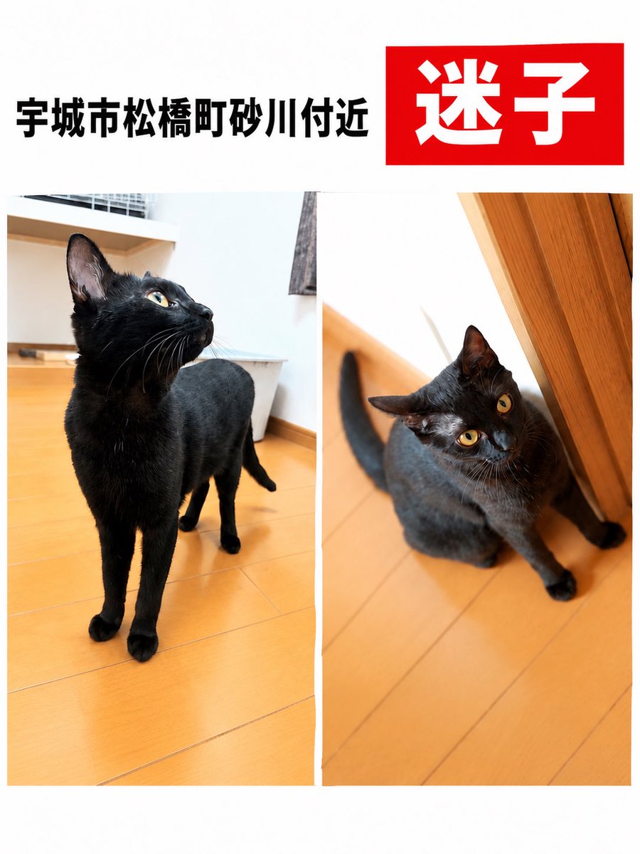 maigo_pet00's tweet photo. 🚨 迷子猫を探しています 🚨

宇城市松橋町砂川付近で黒猫が行方不明になっています。

地震の揺れでドアや窓が開き、脱走してしまった可能性があります。

【特徴】
・黒猫（メス）
・約3kg
・首輪なし
・完全室内で暮らしていました
・呼び名「あく」

6月頃から預かっていた大切な猫ちゃんです。
もう1匹はすぐに保護できましたが、この子だけまだ見つかっていません。

お近くで見かけた方は、無理に追いかけず、場所や時間などの情報をお知らせいただけると助かります。

目撃情報・ご連絡は投稿者（@tmss_129）までお願いいたします。

一日でも早く、無事にお家へ帰れますように。