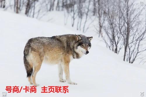 daniel_akpoguma's tweet photo. 2026-07-31 07:40:03🎽
点这👉 @DazorC67977
🛁京东  🌼香港卡
🍠营业厅卡  🦨电话卡
🛌身份证、护照  🏀免实名

🧦好运藏努力里，成功藏坚持里，幸福藏珍惜里。用心生活、努力前行、珍惜拥有、感恩遇见，人生充满阳光美好。 https://t.co/vJgPUEeYtY