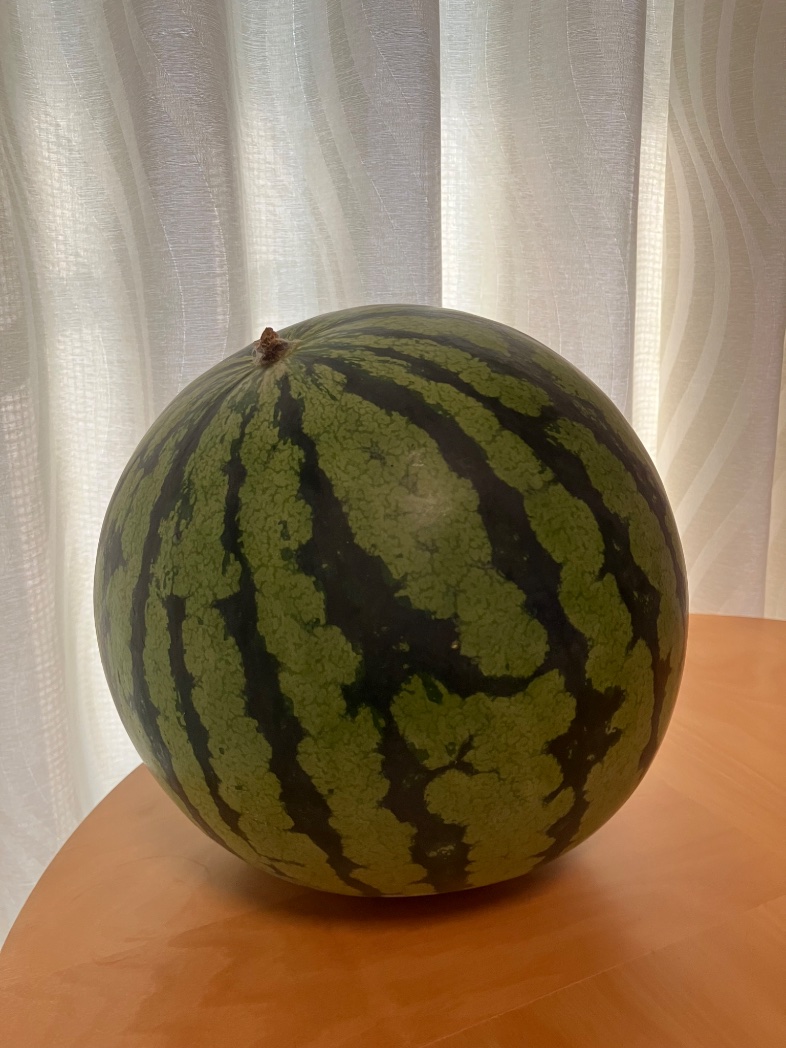 ccr_ribbons's tweet photo. ���日、帰省でいたたいた
スイカ。おじさんが趣味で
畑を借りて育てたもの。
立派です〜🫶

食べきれない、冷蔵庫に
入らない、ので🍉
ご近所さんに少しおすそ分け。

#watermelon 
#gyo 
#byebyejuly https://t.co/WF2vzYANr8