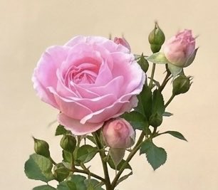 ss_iad's tweet photo. おはよう御座います。
七月最後の日も宜しくお願い致します。
🏠のお花💐🌸💐
バラは残り少なくなりました。
とても綺麗に咲いてくれました。 https://t.co/Xo4823V2tC