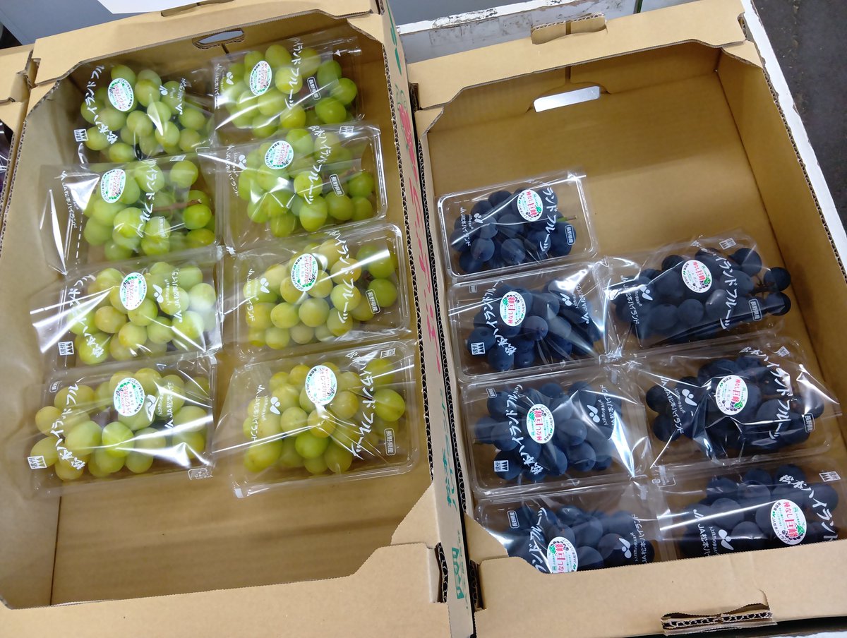 fg_yamabe's tweet photo. ハウス栽培のぶどう🍇が入荷しました。シャインマスカット、ナガノパープル、黄華、クイーンルージュ等〜種無しで皮ごと食べられる品種です。
#山辺ワイナリー　#ファーマーズガーデンやまべ　#農産物直売所
#ぶどう https://t.co/mp4b6agrnc