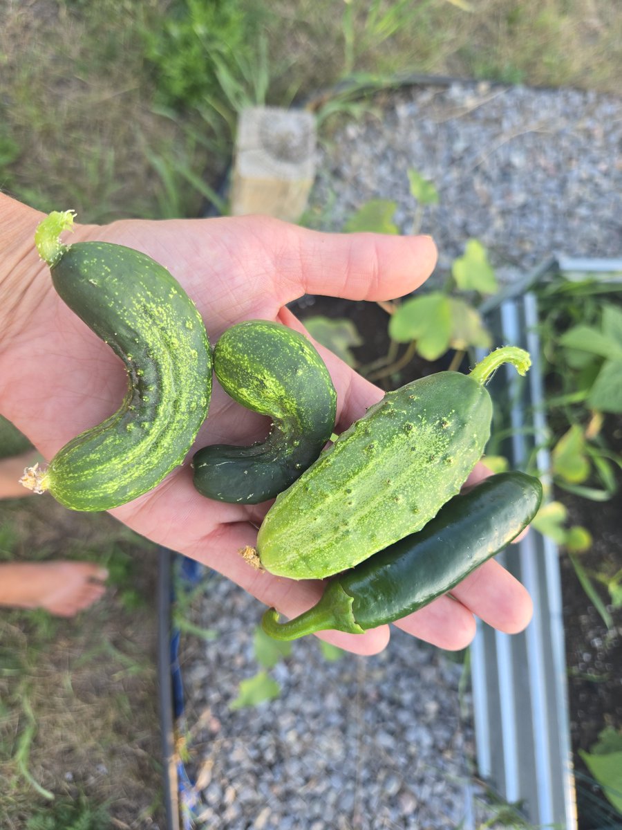 RealTalk8386's tweet photo. Today's little bounty!! ☺️ https://t.co/iBCLWMgoAw