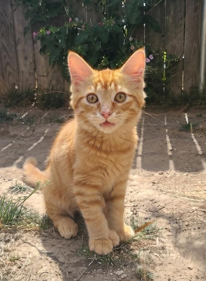 AnimalParaiso's tweet photo. Pequeña hermosura busca familia adoptiva, cinco meses de edad. De carácter cariñoso y juguetón.

Contacto al WhatsApp +56 9 8801 1207. #Viña #Concón https://t.co/5JJfcM2ZJr