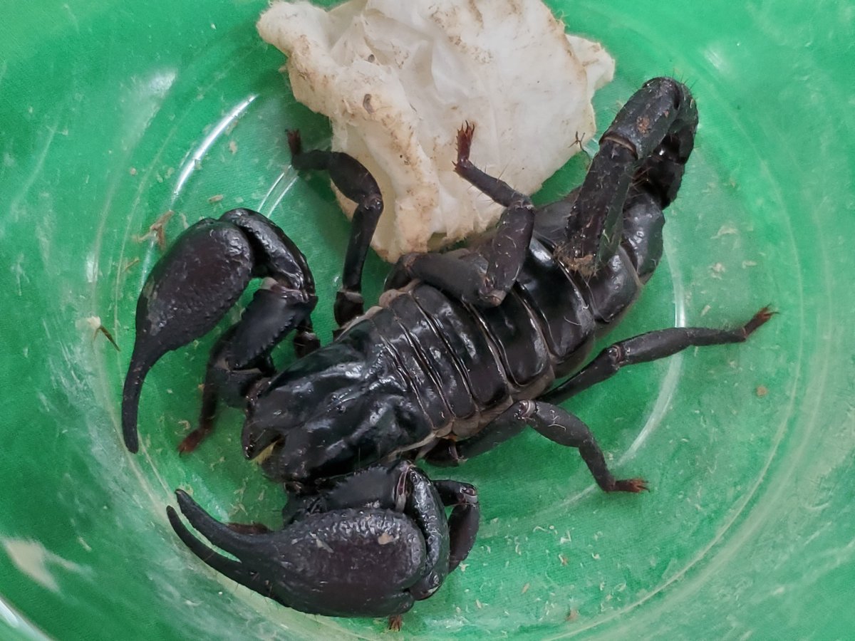 NatureDept's tweet photo. ラオストリカラー🕷
アジアンフォレストスコーピオン🦂

久しぶりのロコマケなので、大特価でご用意いたします❗❗
数量限定なので、気になる方は自然探索部のブースまで🏃

@Locomake 
@Reptisick_ https://t.co/u8I1O0Bl1V