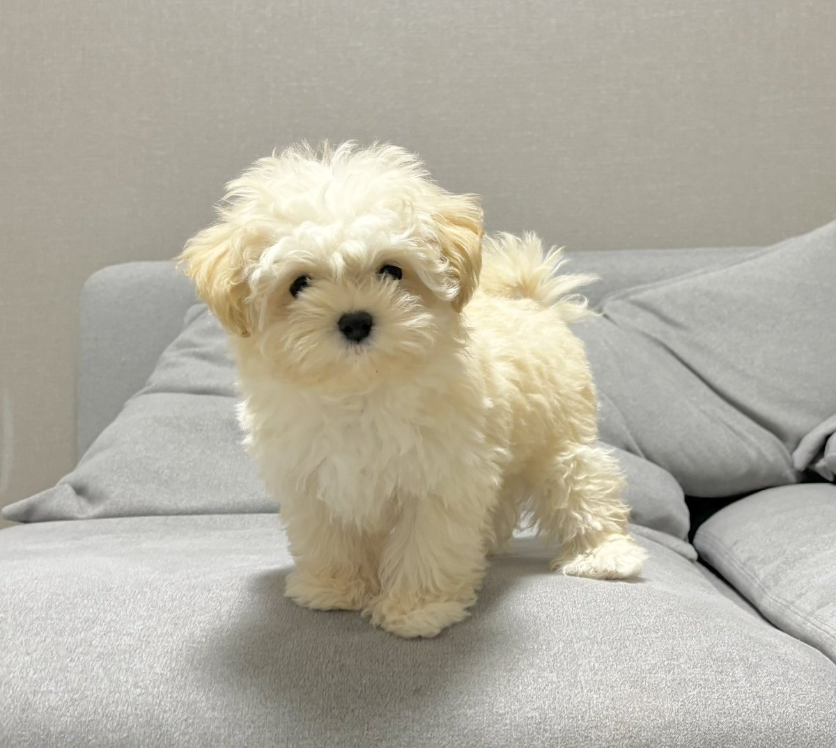 potato_maltipoo's tweet photo. ぬいぐるみに命が吹き込まれたんだよね… https://t.co/X2h4uMw2v2