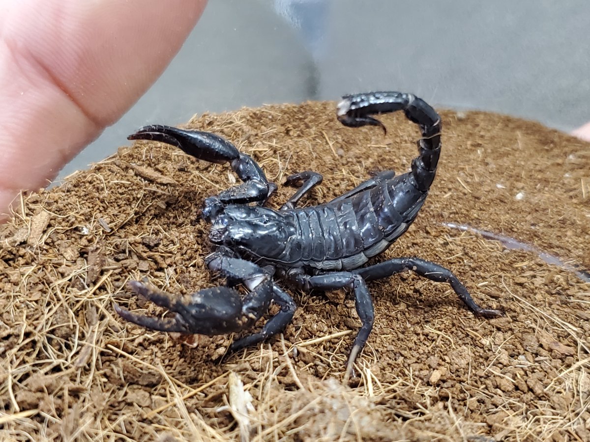 NatureDept's tweet photo. ラオストリカラー🕷
アジアンフォレストスコーピオン🦂

久しぶりのロコマケなので、大特価でご用意いたします❗❗
数量限定なので、気になる方は自然探索部のブースまで🏃

@Locomake 
@Reptisick_ https://t.co/u8I1O0Bl1V