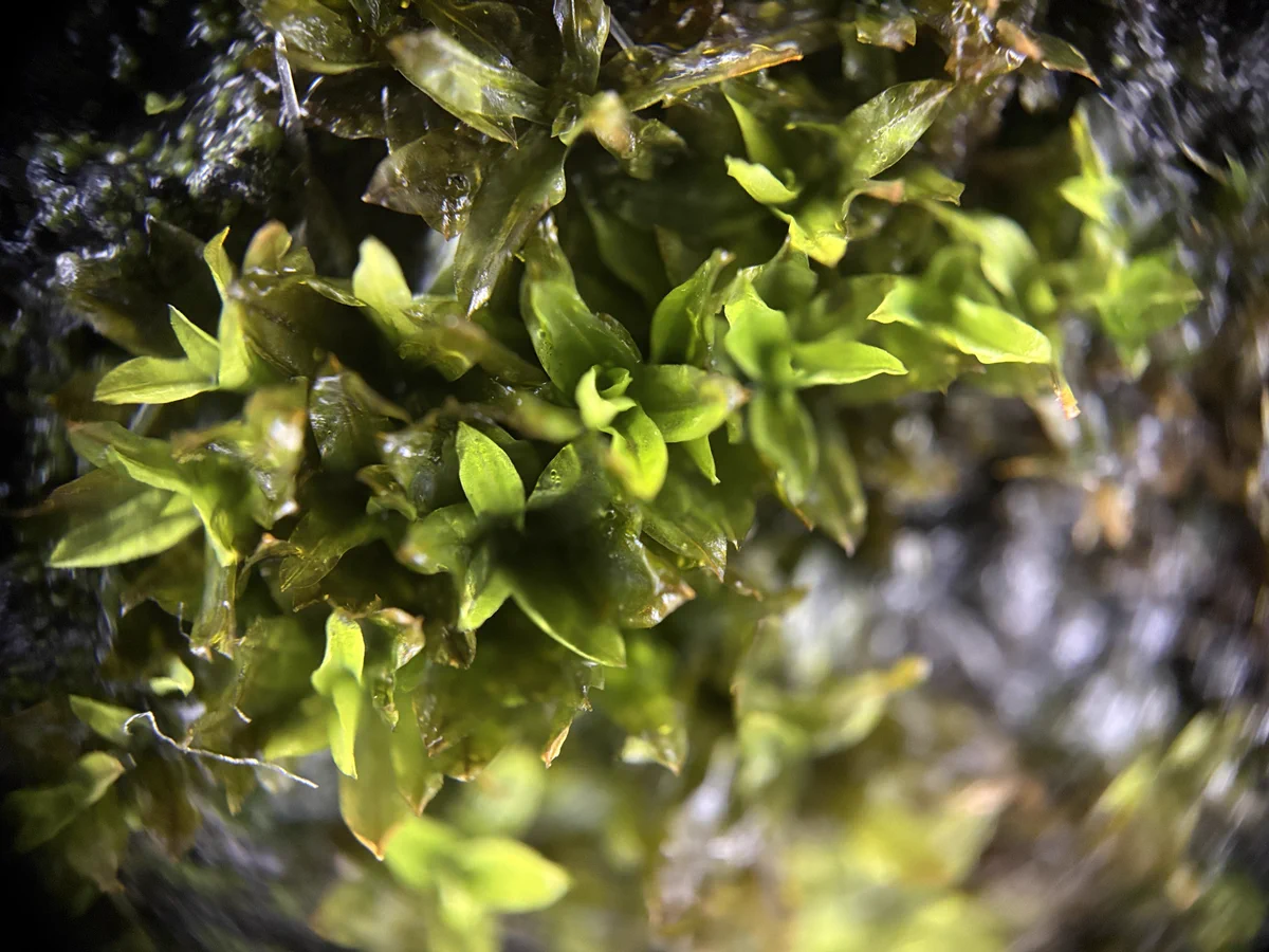 苔のむすまでチャレンジ on X: 