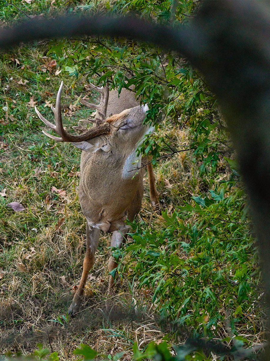 Realtree's tweet photo. The first morning back in the stand is right around the corner. 

#RealtreeAPX #Realtree https://t.co/Mqguk9ArZ7