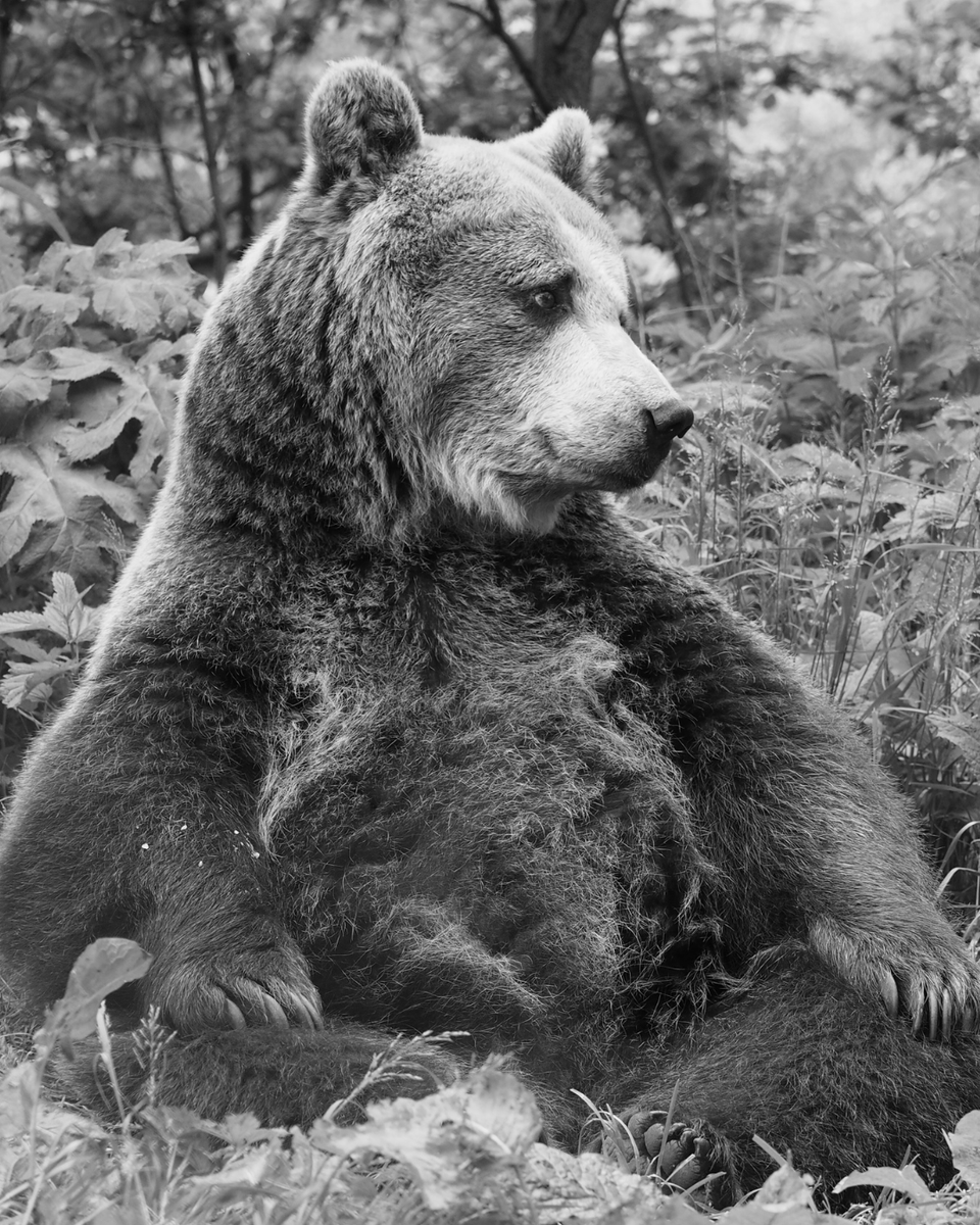 fourpawsAU's tweet photo. Farewell, Brumca. With her passing, an era ends. 🐻💔

Our beloved grand old lady crossed the Rainbow Bridge. After 28 years at BEAR SANCTUARY Arbesbach, she leaves behind a huge void. We will remember her Buddha-like sitting, love for perfumes, everything about her forever. 🌈 https://t.co/vyEUURXjte