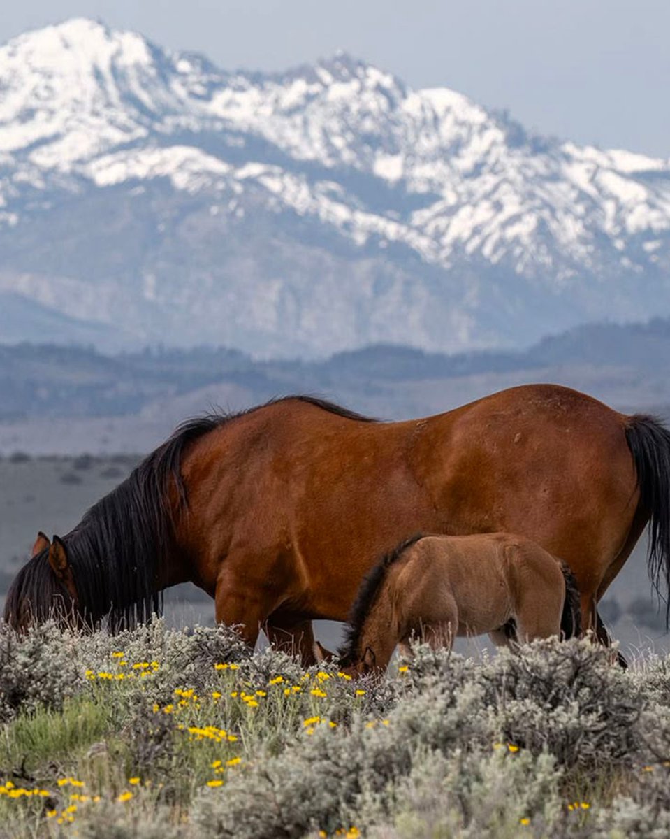 FreeWildHorses's tweet photo. We've watched Applejack grow from his earliest days, and his story is a reminder of why Fish Springs Conservancy matters. 🌿

Healthy habitat. Wild horses. A future worth protecting. 🐴

Photos: John T. Humphrey https://t.co/ByqBv5ALTU