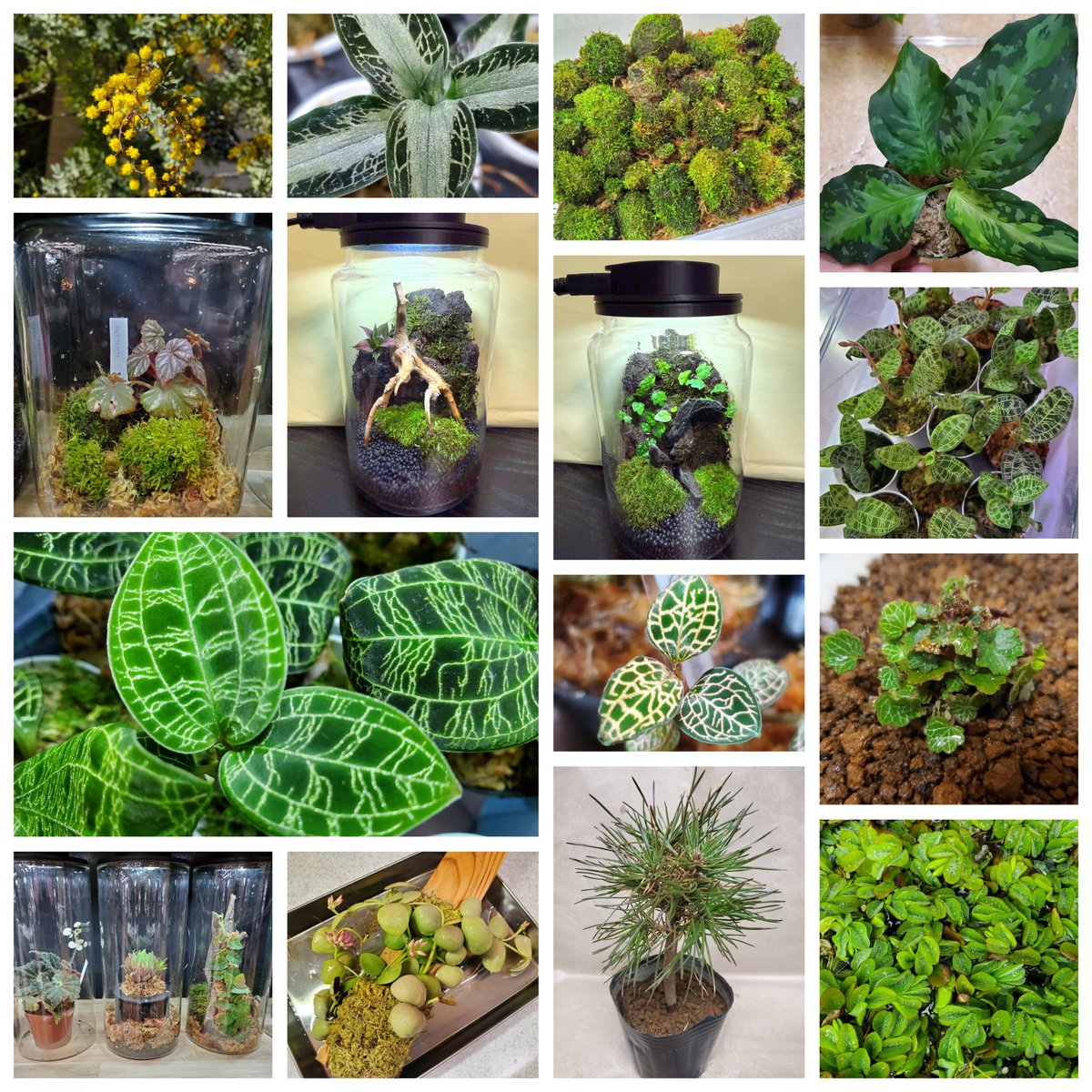 NatureDept's tweet photo. 8/2(日)に小山で開催される【Loco's Market】のお知らせ📢

東京から新幹線で40分、宇都宮からは電車で30分🚄

小山市内からはコミュニティバス【おーバス】でラクラク来場可能❗

駅ナカなので、雨が降っても茹だるような暑さでも全然大丈夫です😁

#ロコマケ
@Reptisick_ 
@Locomake 
@roble_oyama https://t.co/wY20gdG8Rs