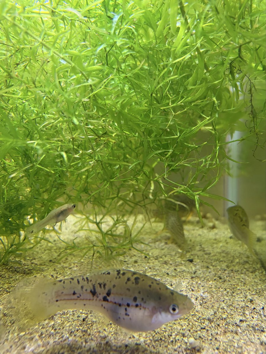 tutomu08's tweet photo. Xiphophorus hellerii 'Rio Atoyac

最後の2匹なのでvariatusと交雑させてますが、交雑しないで終わりそう。 https://t.co/zomYoNK8DU