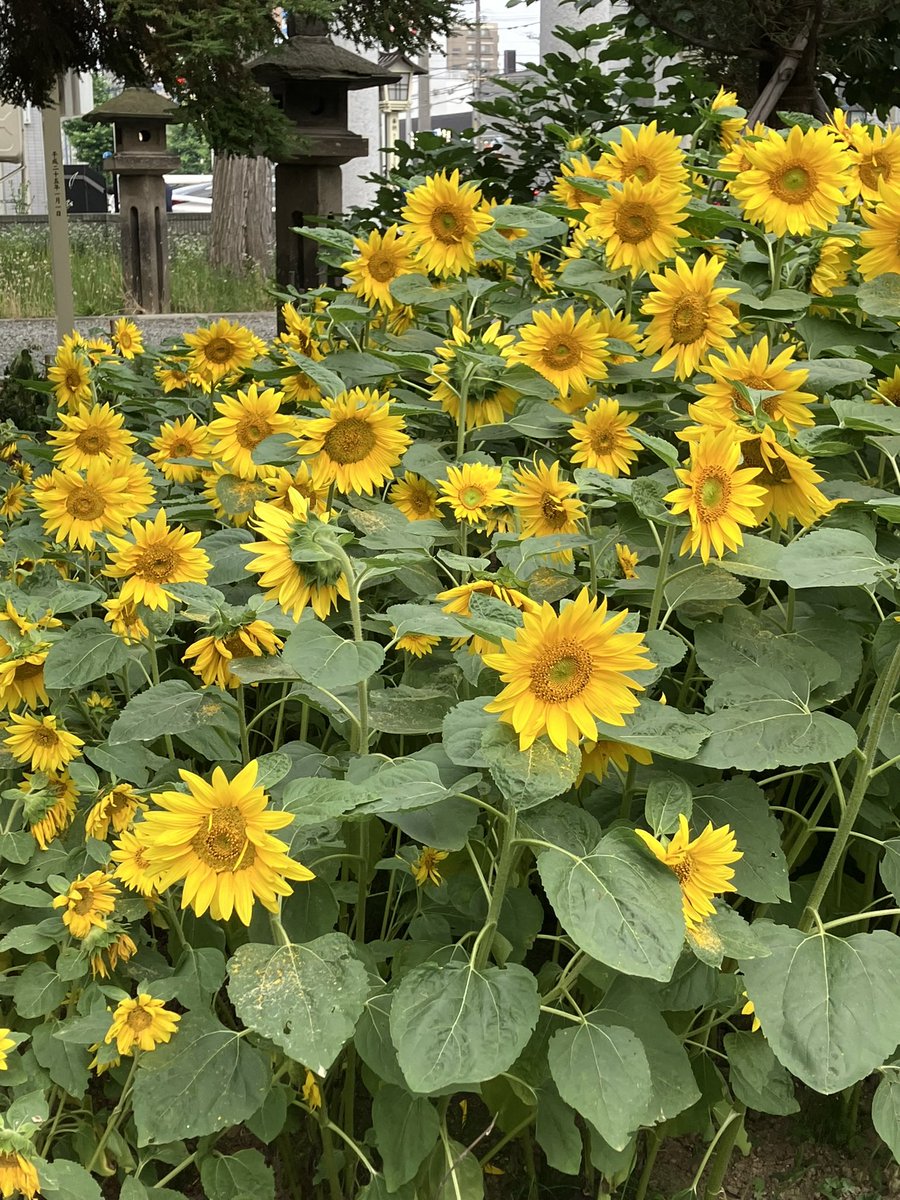 golonta007's tweet photo. おはようございます😃☀
本日在宅勤務。少々書き物などする予定です。
熊本地震の被害が明らかになってきて、その甚大さに心が痛みます。
暑さも襲っており無理せずどうにかして凌いでいただきたいと願うばかりです。
僅かですが支援の募金をさせていただきました。お役立て下さい。 https://t.co/w366N4t7Da