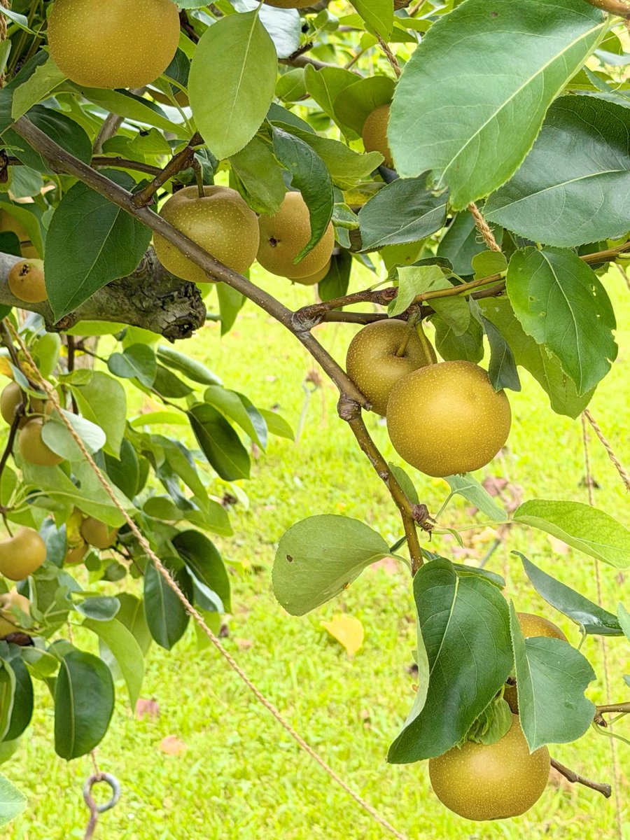 3TFqrMIh1XcPtXv's tweet photo. 店頭に「梨」が並び始めましたね🍐
実はこれからの季節にうれしい効果がたくさん！

涼血：体を冷やし、屋外作業の熱中症予防に
潤燥：体の乾きを潤し、喉の炎症や空咳を鎮める

💡おすすめの食べ方
一口大にしてレンジで少し温め、ハチミツをかけると保湿効果がUPします！ぜひお試しを。 https://t.co/uyFtX7Wdqj