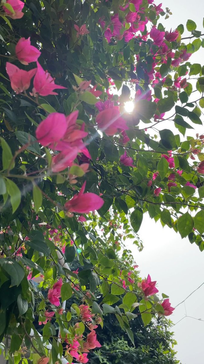 Aman_writes🦋 tweet media