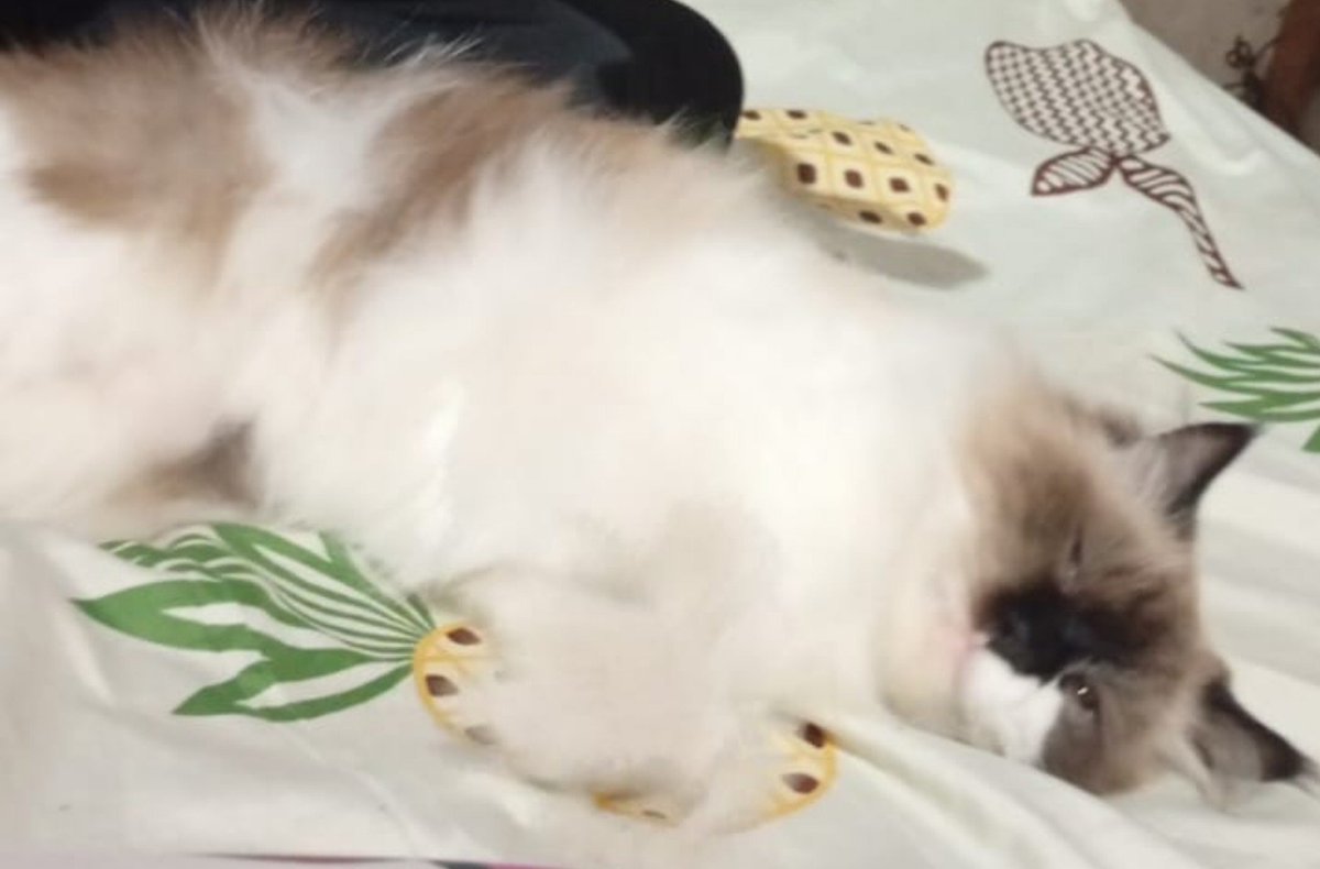 abusemua's tweet photo. berantem mulu sama chio 😭 https://t.co/5R1NHhKXQM