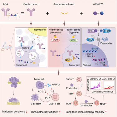 LabWaggoner's tweet photo. An antibody-PROTAC conjugate targets BRD4/c-Myc/PD-L1 to enhance immunotherapy efficacy in triple-negative breast cancer @CellRepMed 
https://t.co/XPN42S6qdL 🇨🇳 https://t.co/O9KM9Dymyp
