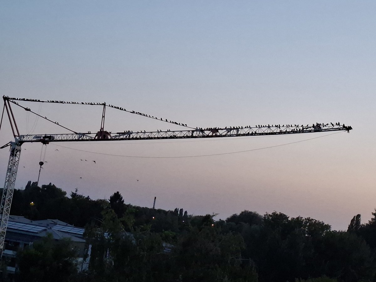 benezans's tweet photo. Ptičija sednica. https://t.co/aUV5wVaDp1