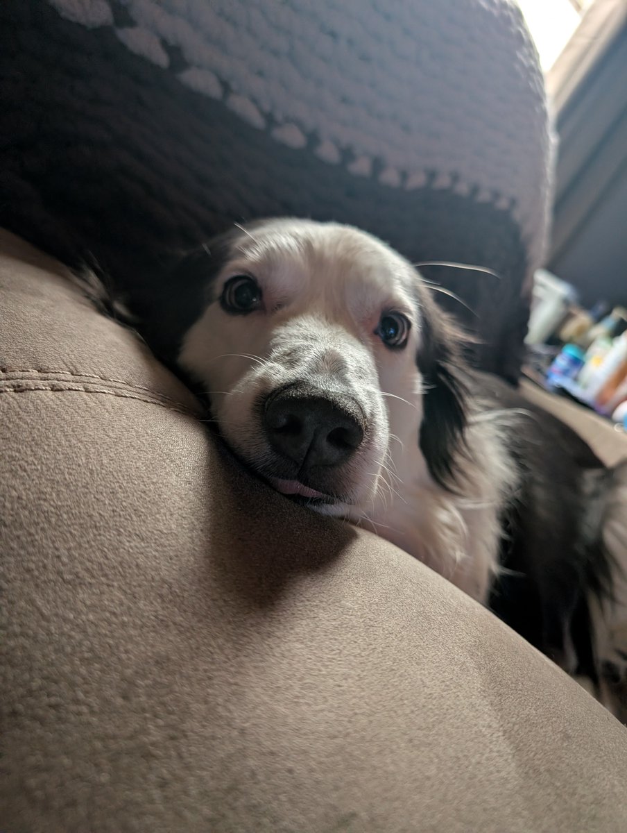 Waldoch_Felk's tweet photo. @DoonTheFox @NikoTiedDown Best I can do with my current phone is cute doggo pic for you https://t.co/tceJGC9kII