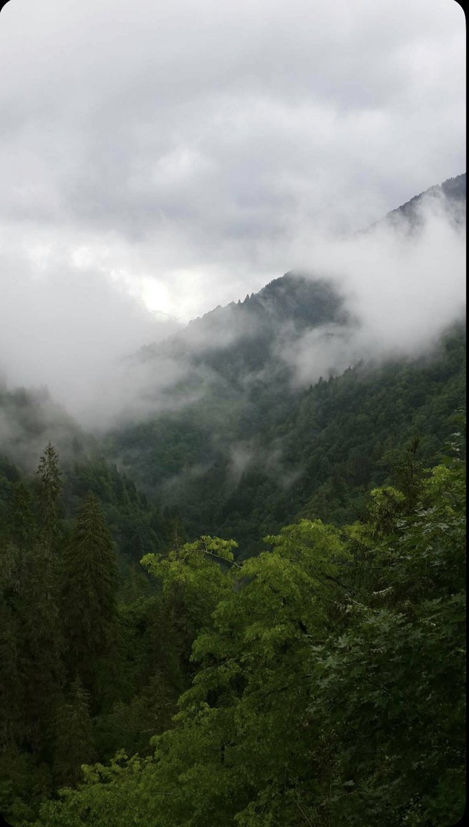 discokfyo's tweet photo. #Nature
#FoggyMcuntains
#ForestVibes
#CloudsAndMountains
#Wanderlust
#EarthBeauty https://t.co/5O1sATWR34