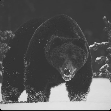 Java3337's tweet photo. @himgajria Bulls make money, bears make money, the pigs (anyone with leverage) get slaughtered. https://t.co/zdLDj5owgs