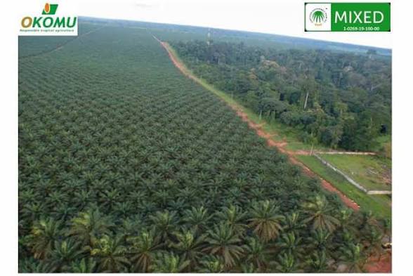 Chetuyachinago's tweet photo. In 1975, Nigeria built Okomu Oil: a massive, state-funded agricultural manufacturing giant spanning over 15,000+ hectares of fertile land in Edo State. It was erected as a state-owned industrial powerhouse, fully equipped with modern power turbines, advanced palm oil processing mills, paved road networks, storage facilities, and fully built staff housing estates, meticulously designed to print money for the national treasury. 

In the 1980s, the global crude oil market crashed, and the Nigerian military government under General Ibrahim Babangida panicked and ran straight to the World Bank and the IMF for emergency loans. The bailout was provided to Nigeria, but it came with devastating, non-negotiable Structural Adjustment Programmes (SAP) which strictly mandated Nigeria to aggressively privatize, dismantle, and sell off over 100 state-owned enterprises. 

In 1990, Nigeria formally auctioned off Okomu Oil Palm to Western corporate oligarchs for pennies on the dollar. Today, Okomu Oil Palm Plc operates as a literal money-printing machine listed on the Nigerian Exchange (NGX), generating tens of billions of Naira in clear net profits every single year from Nigerian soil, Nigerian sunshine, and cheap Nigerian labor. 
But the vast majority of those massive, astronomical dividend payouts are wired straight out of Nigeria into a corporate bank account in Luxembourg.