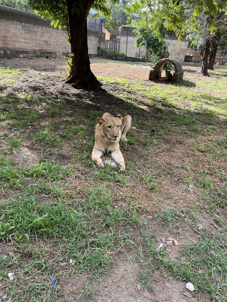 jallabar_hausa's tweet photo. Kano Zoo Through My Lens | Lion 
#ExploreKano #JallabarHausa #KanoTour #KanoZoo https://t.co/h22JMI8Y9A